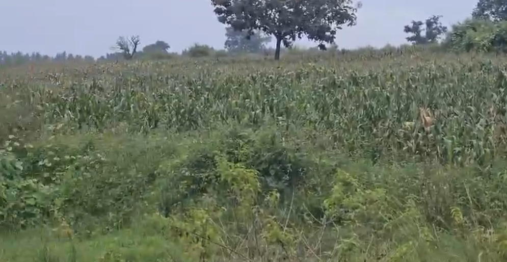 4 acre agricultural land for sale in Belur, Hassan district 